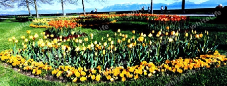 tulpenfest in morges