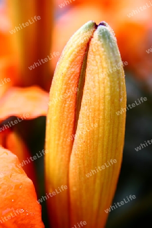 Lilie Feuerlilie Ziergarten