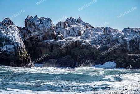 Felseninsel von Kormoranen und Pelikanen belagert vor der K?ste von La Serena, Chile