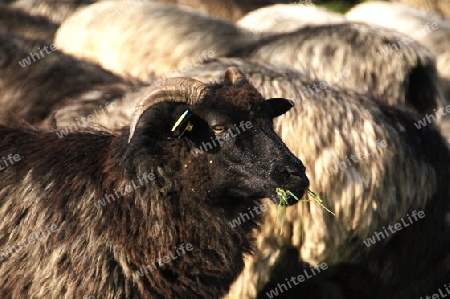 A flock of sheep going through green meadows towards the sun - Eine Schafherde geht ?ber gr?ne Wiesen in Richtung Sonne