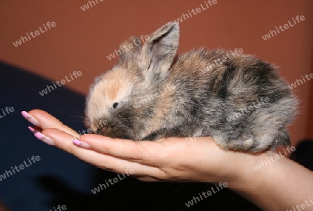 Eine Handvoll Kaninchen