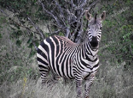 Zebra, in, Tsavo, West, Kenya, Kenia, Afrika