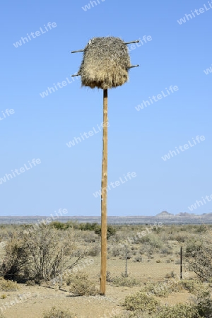 Nest des Siedelweber (Philetairus socius) an einem ehemaligen Strommast, Keetmanshoop, Namibia Afrika