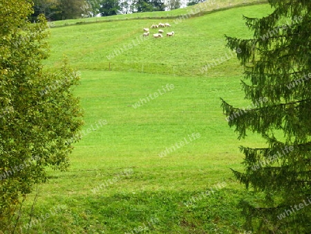 Schafe auf der Weide 2