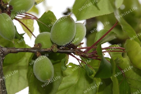 Young unripe apricot
