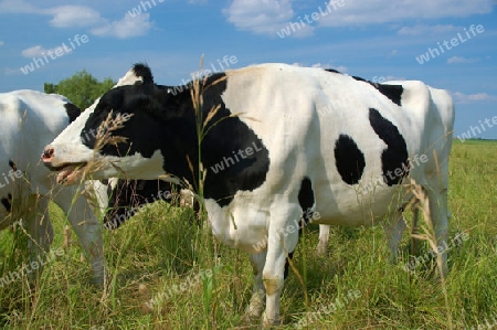 Holstein Kuh