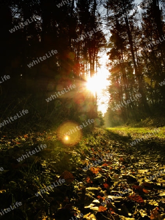 High-contrast sunlight through lonely forest road - Kontrastreiche Sonneneinstrahlung durch einsamen Waldweg