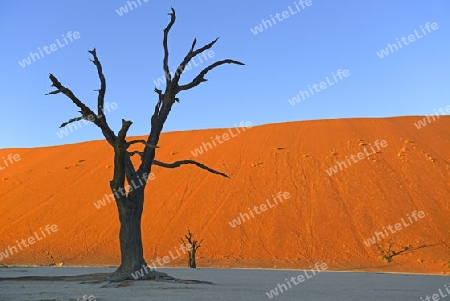 Kameldornb?ume (Acacia erioloba), auch Kameldorn oder Kameldornakazie als Silhouette im letzten Abendlicht auf die Duenen,  Namib Naukluft Nationalpark, Deadvlei, Dead Vlei, Sossusvlei, Namibia, Afrika