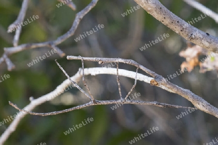 Stabheuschrecke, Madagaskar