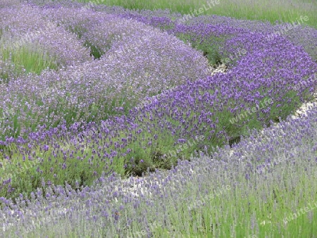Lavendel Feld