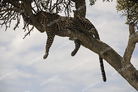 Leopard (Panthera pardus), ruht auf einem Feigenbaumast, Masai Mara, Nationalpark, Kenia, Ostafrika, Afrika