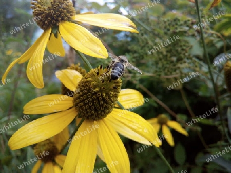 Leuchtender Sonnenhut (Rudbeckia) mit Biene II