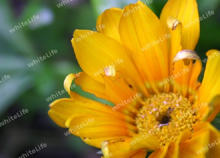 Gelbe Blumen2