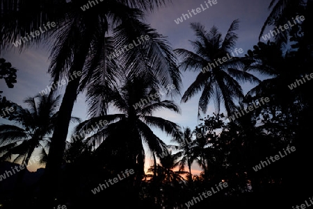 Palmtrees at sunrice  in the Town of Ko PhiPhi on Ko Phi Phi Island outside of  the City of Krabi on the Andaman Sea in the south of Thailand. 