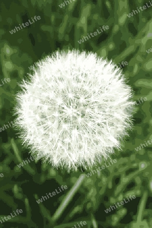 Dandelion puff picture