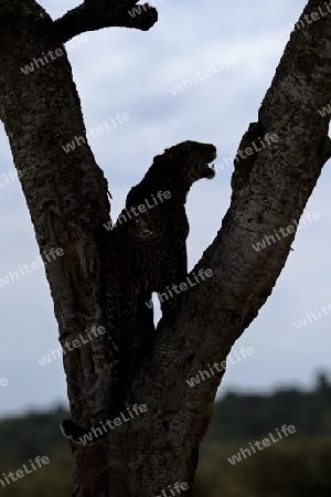 Leopard (Panthera pardus), besteigt seinen Schlafbaum, Masai Mara National Reserve, Kenia, Ostafrika, Afrika