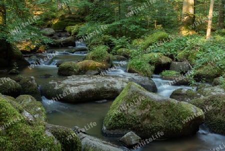 Bach mit Steinen in einem Wald