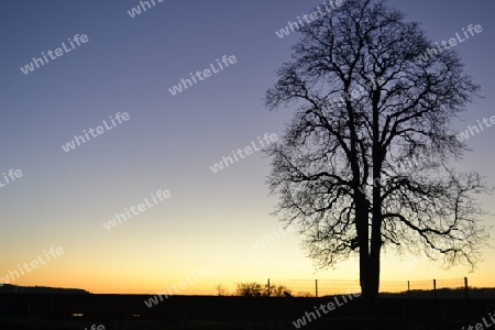 Baum beim Sonnenuntergang