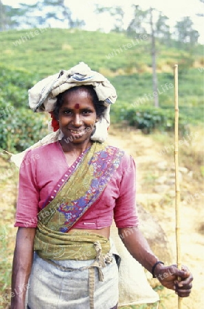 Asien, Indischer Ozean, Sri Lanka,
Eine Tamilische Frau beim pfluecken von Teeblaettern im Tee Anbaugebiet von Nuwara Eliya in Zentralen Gebierge von Sri Lanka. (URS FLUEELER)







