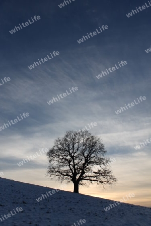 Baum im Winterhimmel
