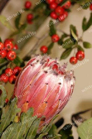 Bearded Sugarbush (Protea) and berries