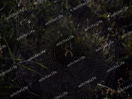 grosses Spinnennetz
