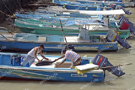 Fischerboote im Fischerhafen von  Puerto Ayora,  Insel Santa Cruz, Indefatigable Island, Galapagos Archipel, Unesco Welterbe,  Ecuador, Suedamerika