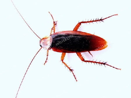cockroach