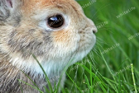 Zwergkaninchen - Dwarf Rabbit