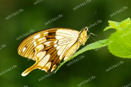 Schmetterling