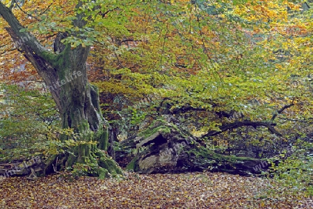 Ca. 800 Jahre alte Buche (Fagus) im Herbst,  Urwald Sababurg Naturschutzgebiet, Hessen, Deutschland, Europa