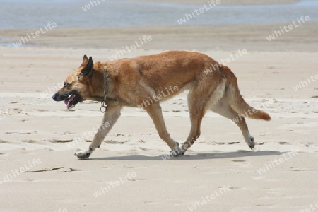 A German shepherd dog runs along the beach  ein Deutscher Sch?ferhund l?uft am Strand entlang