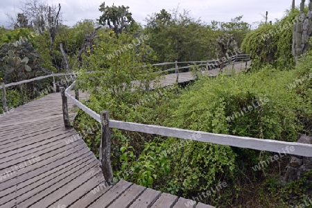 Laufsteg zwischen den Gehegen in der  Darwin Station , Insel Santa Cruz, Galapagos , Unesco Welterbe, Ecuador, Suedamerika