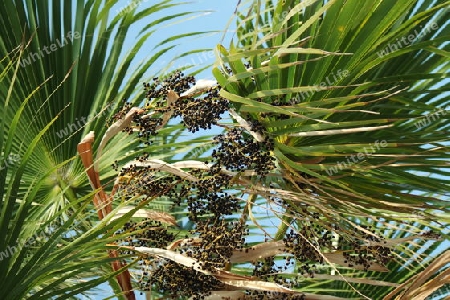 Palme mit Früchten, Spanien