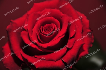 rote Rose 3