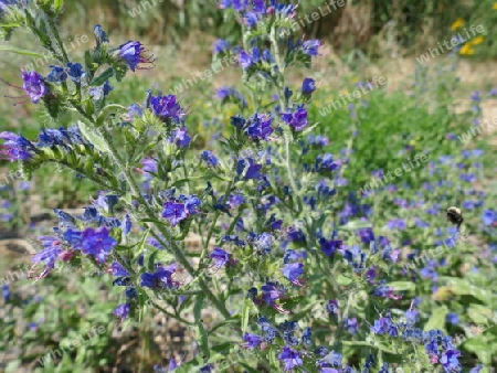 Blaue Wildblumen, Gewöhnlicher Natternkopf