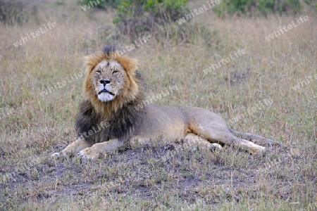 L?we (Panthera leo), alter M?hnenl?we, Portrait, Masai Mara National Reserve, Kenia, Ostafrika, Afrika