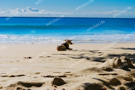 Beach Dog