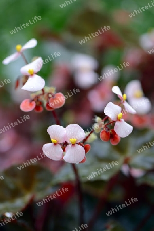 Bl?te der Wimpern-Begonie (Begonia bowerae), Vorkommen Mittelamerika