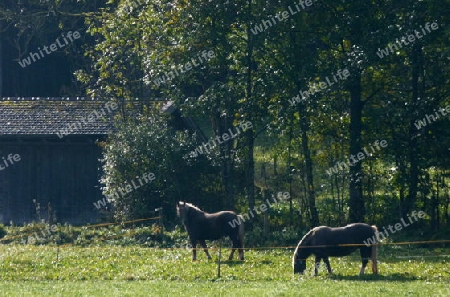 Pferde auf der Weide  2