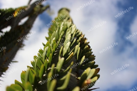 Alluaudia procera Cactus