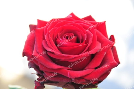 rote Rose 4