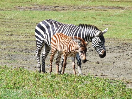 Tansania - Zebra mit braunem Jungen