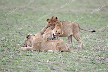 junge L?wen, (Panthera leo), spielen zusammen,   Masai Mara, Kenia, Afrika