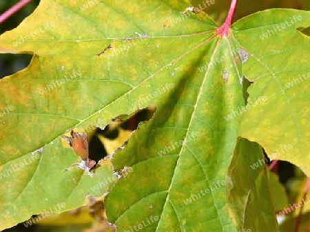 Herbstblatt mit Insektenfra?