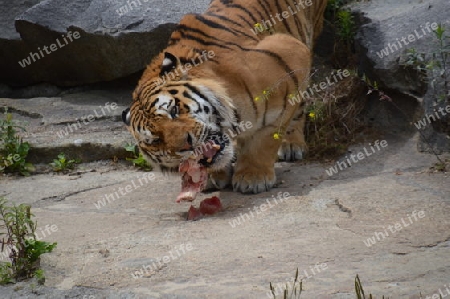 Tiger beim fressen