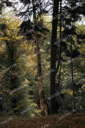 Wald, Totholz
