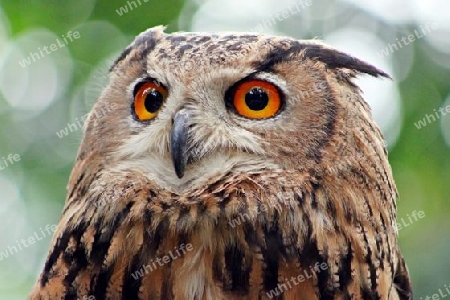 Eule - Owl