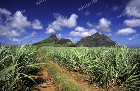 Ein Zuckerrohr Feld oder Plantage im Zentralen Gebierge der Insel Mauritius    