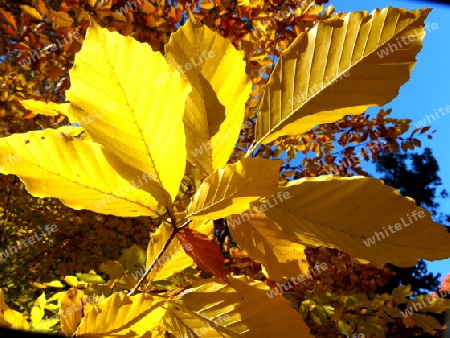 Gold-Gelbe Herbstbl?tter einer Ross-Kastanie in voller Sonne 3